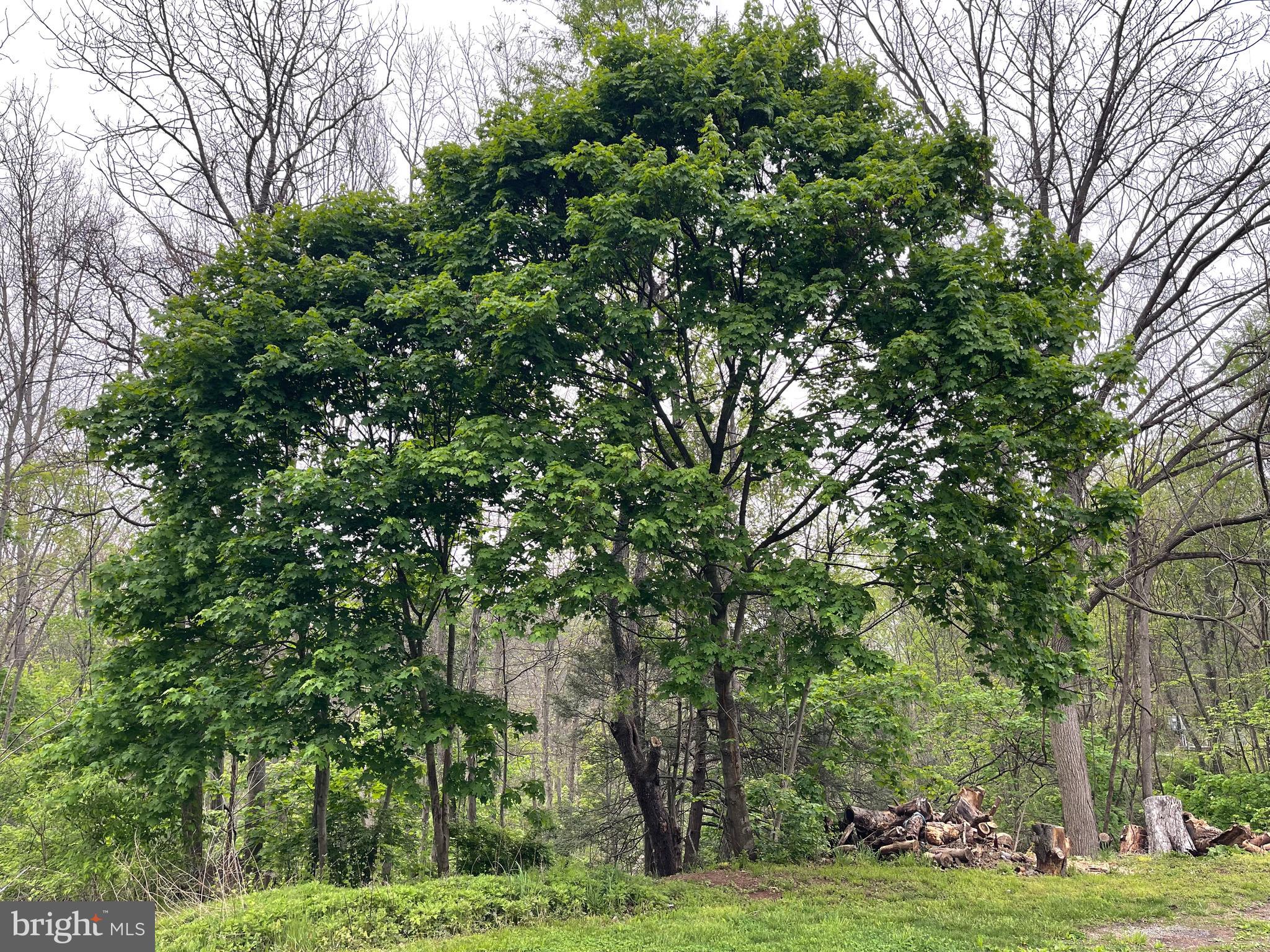 501 Windy Hill Road, Unit 153 Shermans Dale, PA 17090 - Photo 26 of 27 Wooded area front porch view