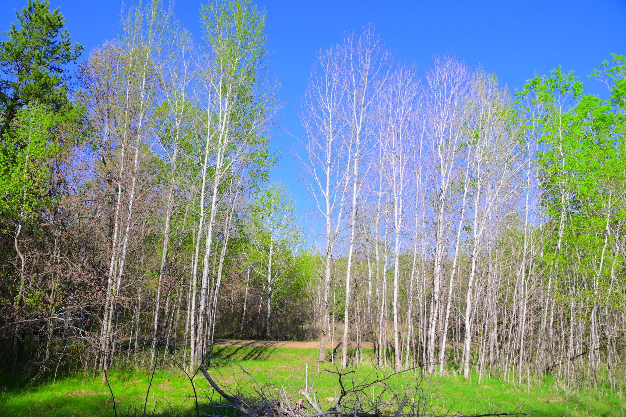 27705 Oberon Loop Browerville, MN 56438 - Photo 16 of 39