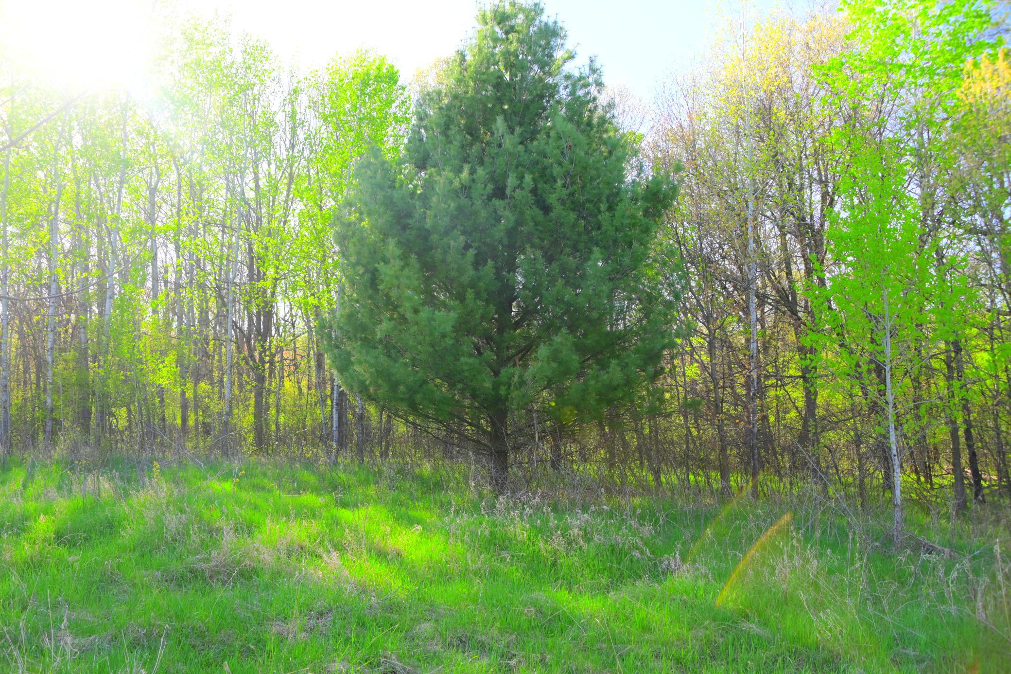 27705 Oberon Loop Browerville, MN 56438 - Photo 19 of 39