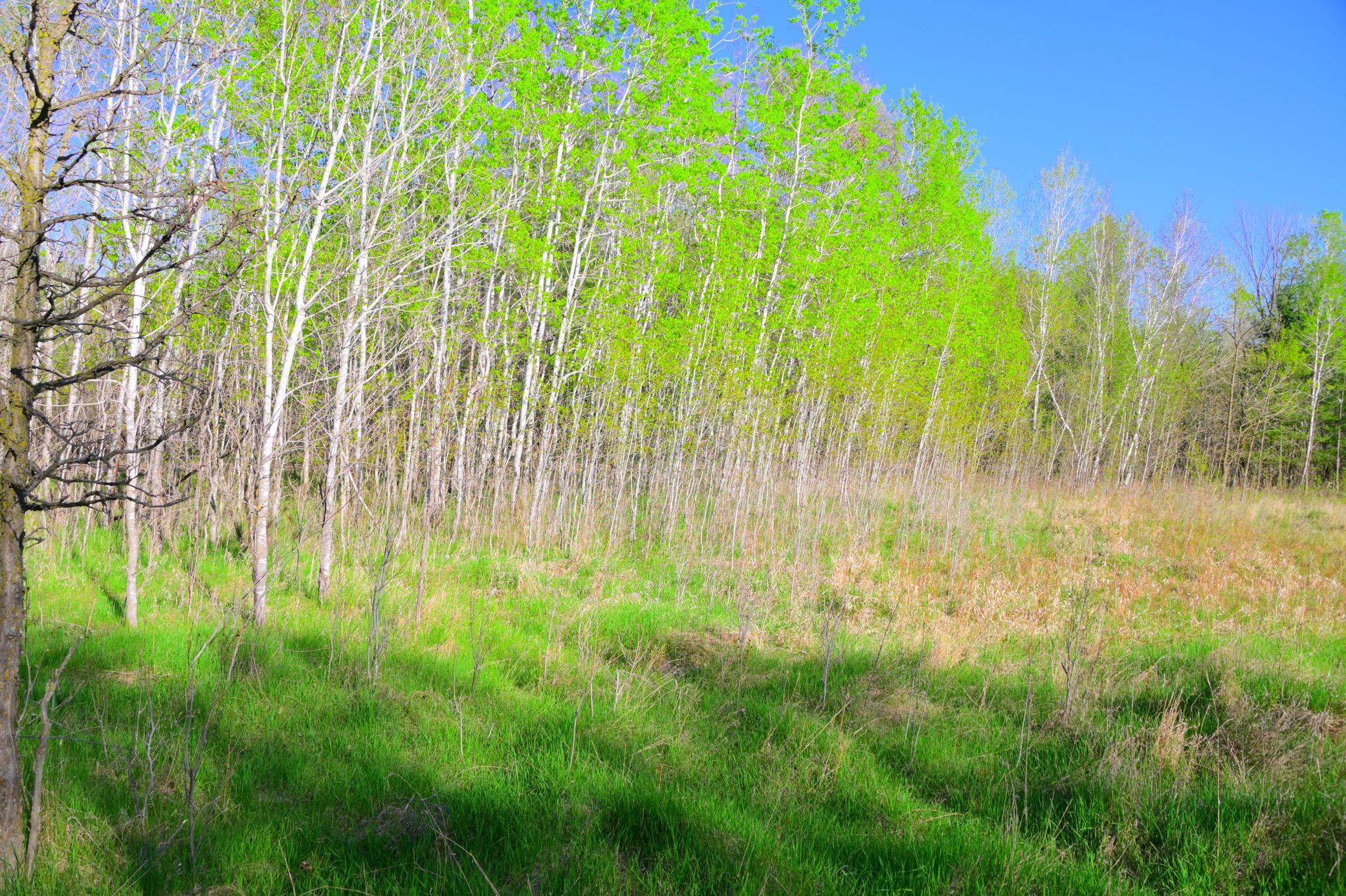 27705 Oberon Loop Browerville, MN 56438 - Photo 22 of 39