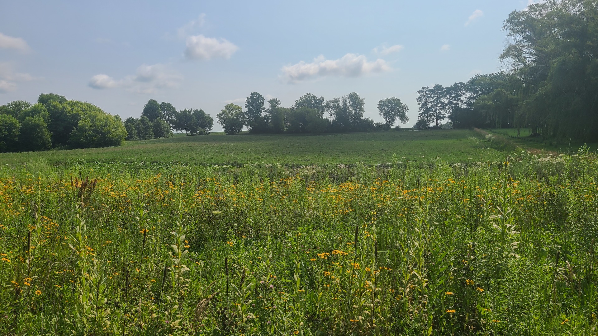 a view of a green field