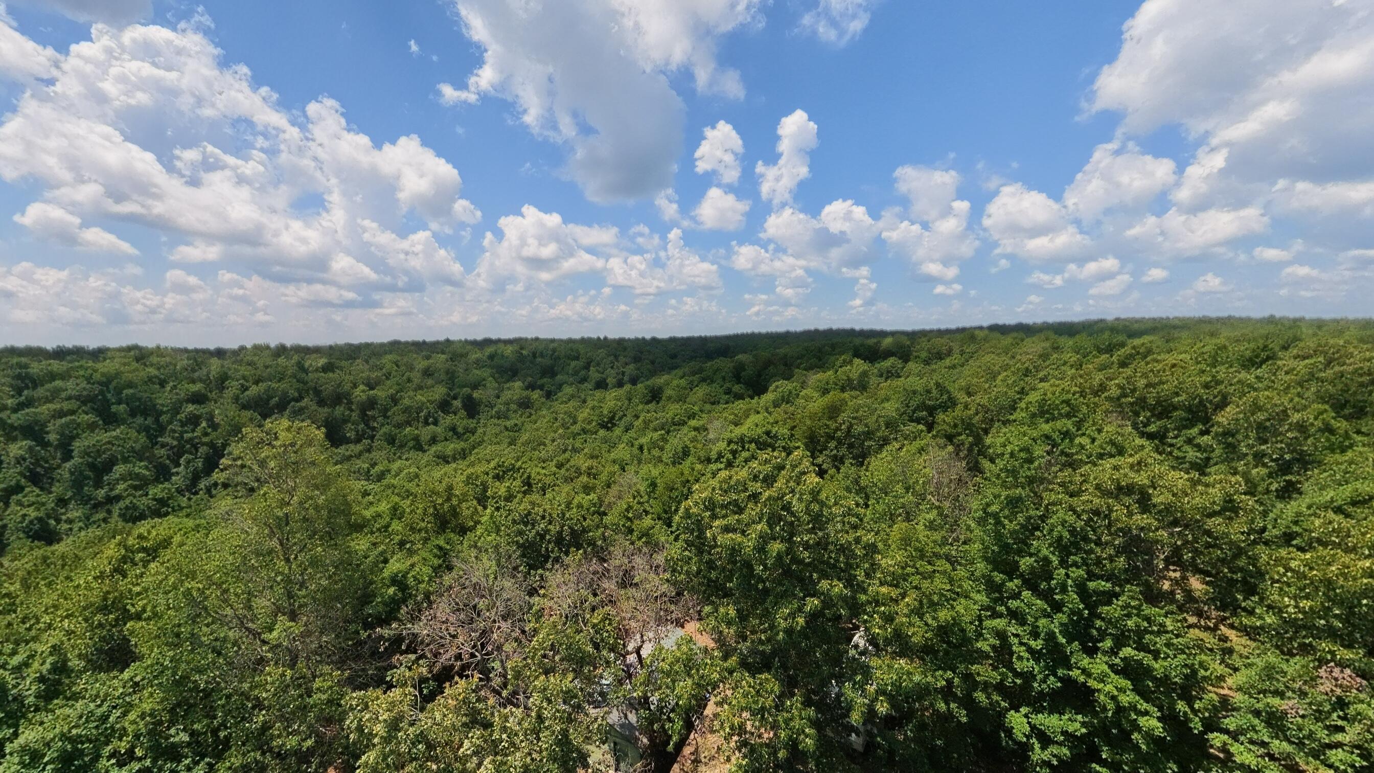 10824 Upper Janes Creek Road Ravenden, AR 72459 - Photo 76 of 79 93 acre hunting property075