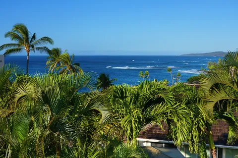 a view of a yard with plants and a wooden floor