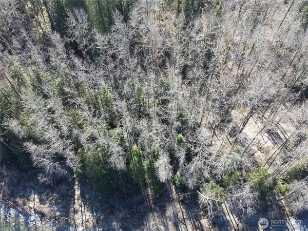 a view of a forest with lots of trees