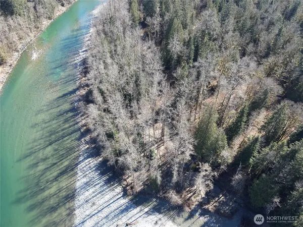 a view of a forest with a tree