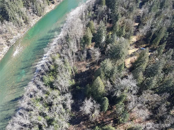 a plant with lots of trees