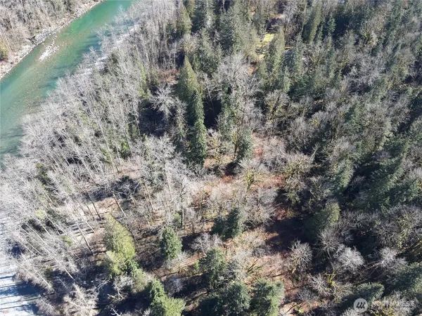 a view of a forest with a tree