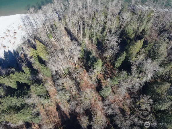 a view of a forest with a dry yard