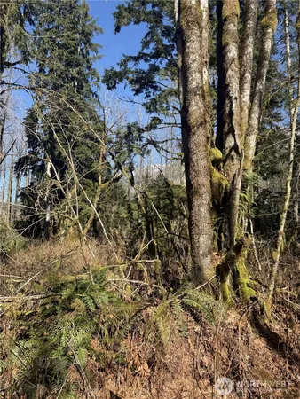 a view of a plant in a yard