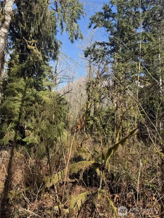 a view of a tree in a forest