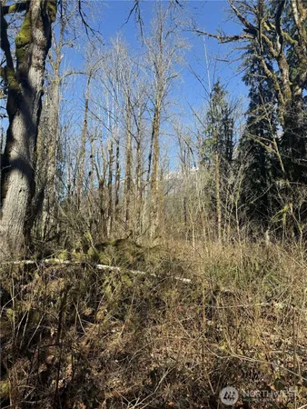 a view of a yard with plants and large trees