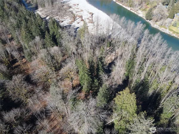 a view of a forest with a tree