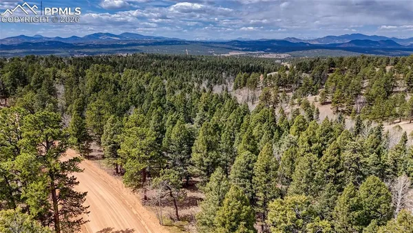 a view of a large tree