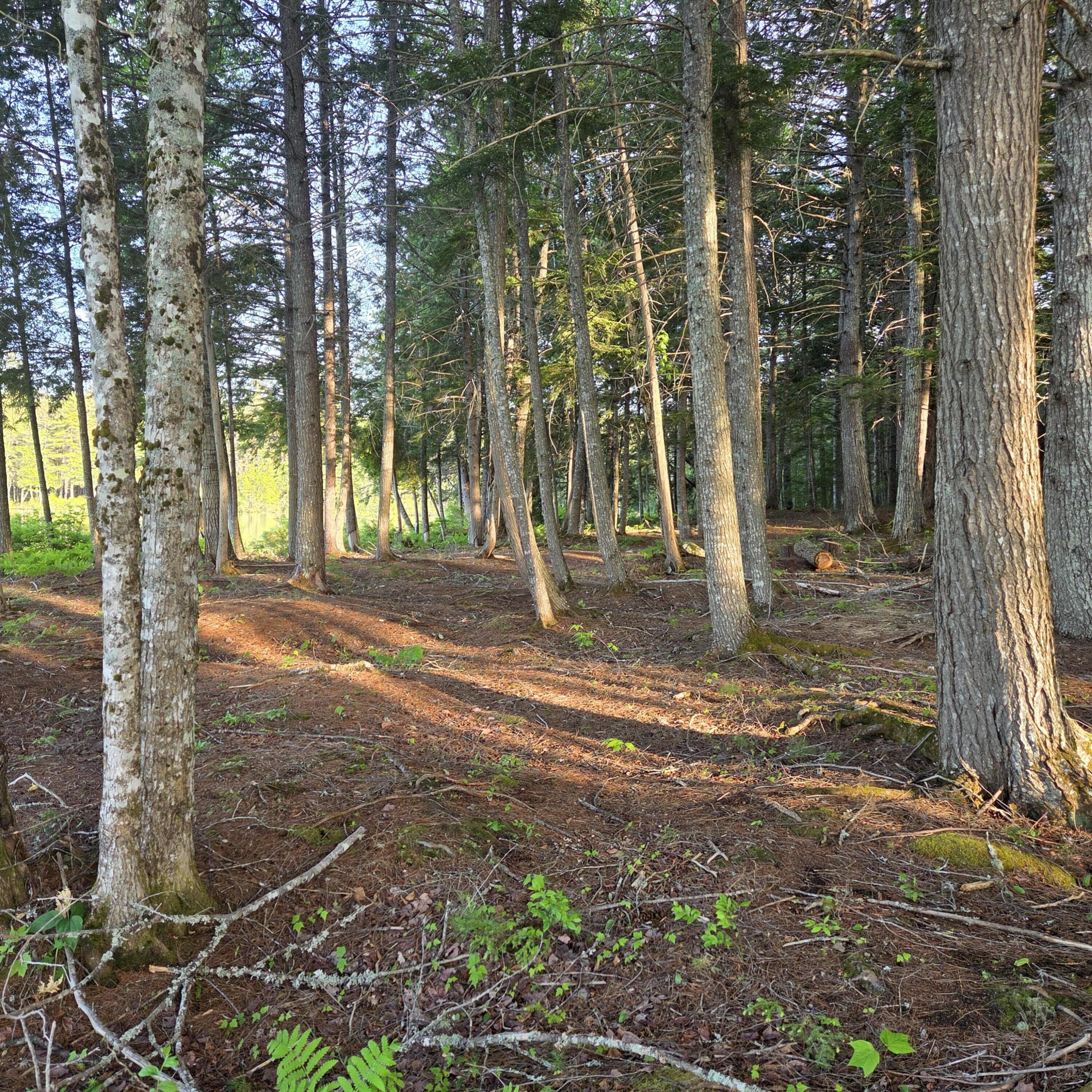 74 Eagle Ridge Road Lincoln, ME 04457 - Photo 9 of 32