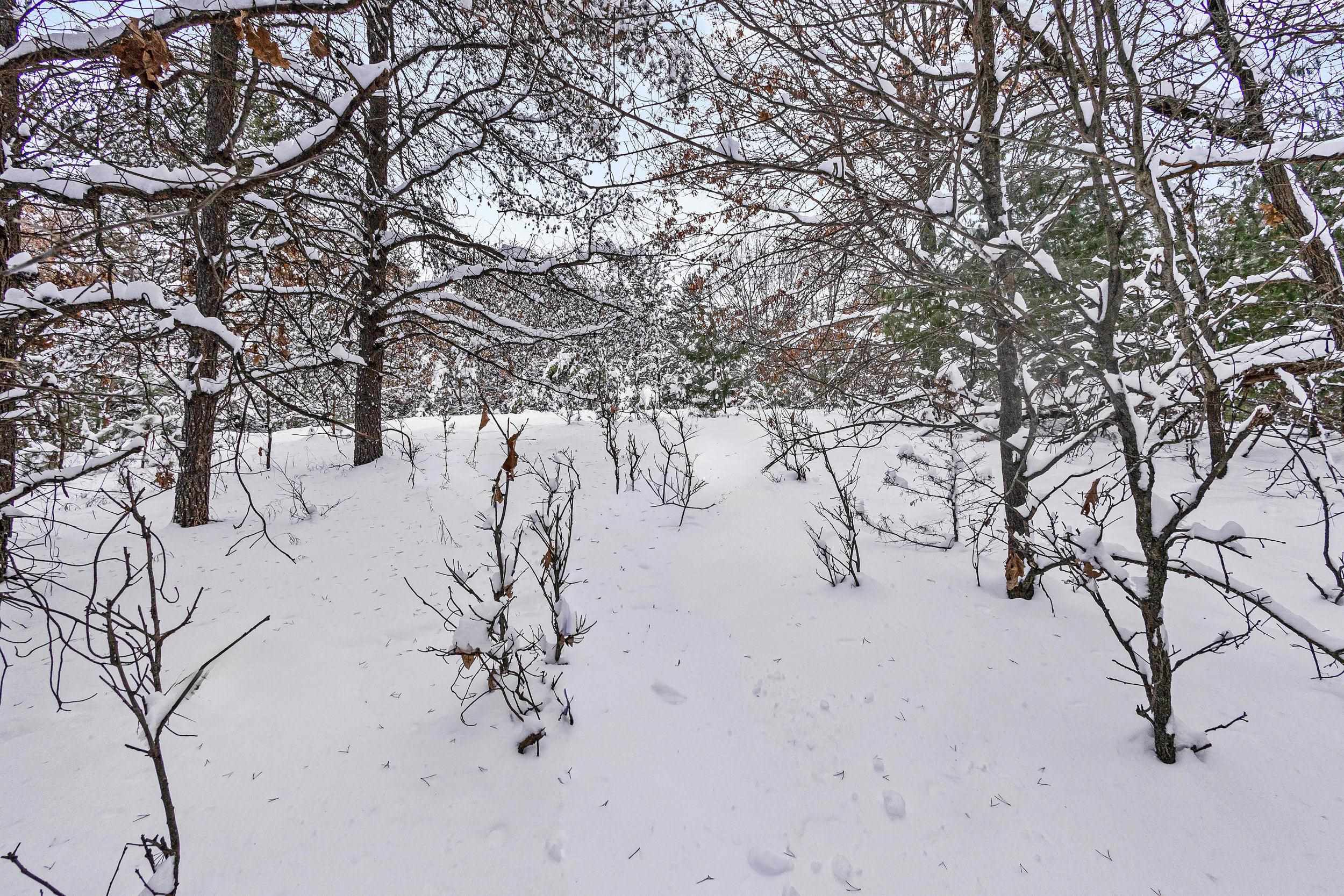 4.65-acres 4.65-acres 2nd Coloma, WI 54930 - Photo 7 of 20