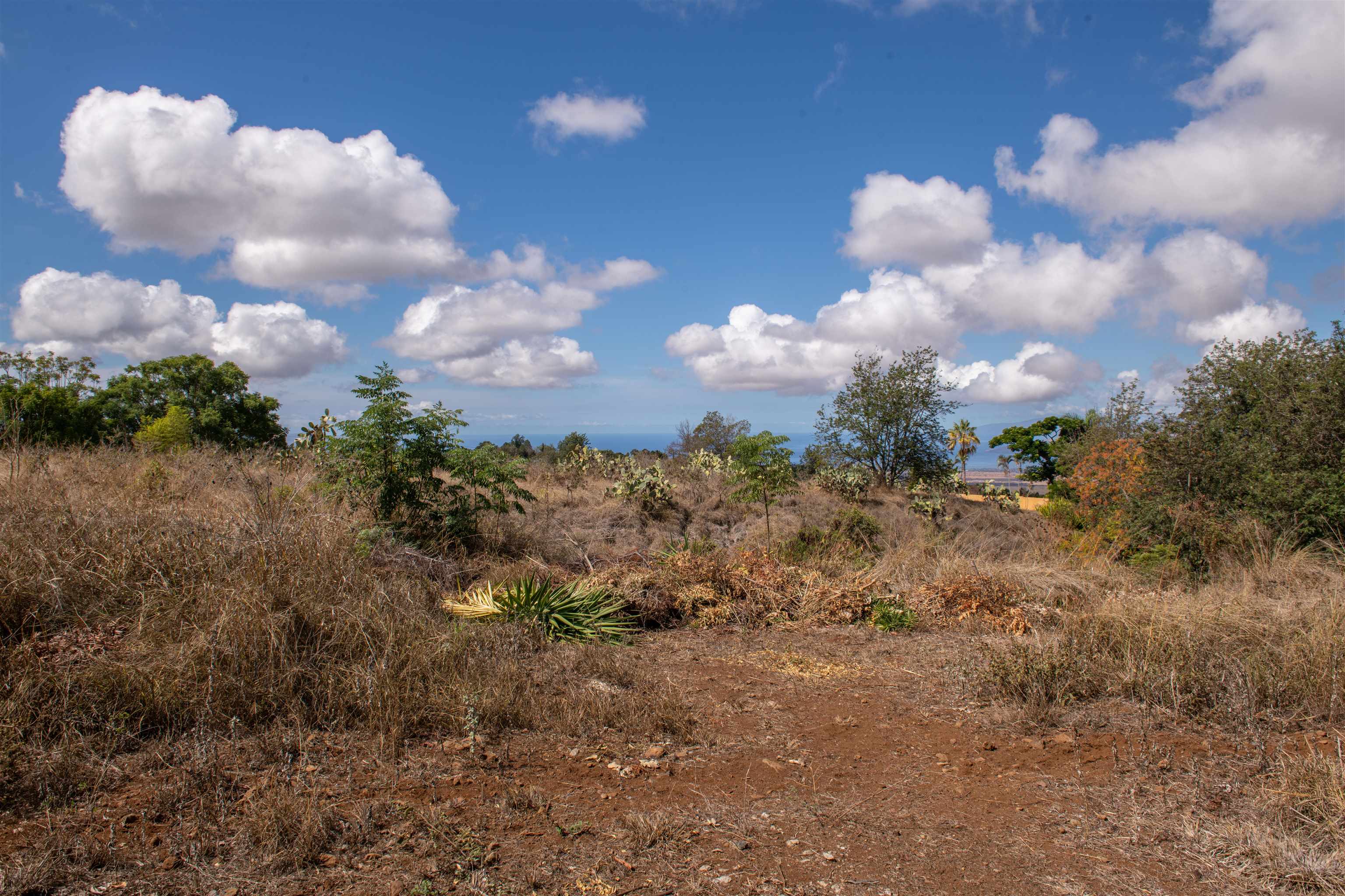 0 Holopuni Road Kula, HI 96790 - Photo 4 of 12 a view of a bunch of trees in the background