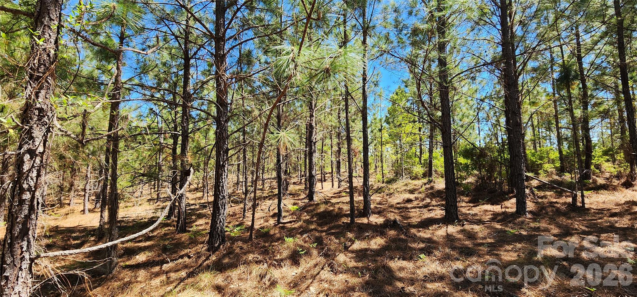 1050 McQueen Road Patrick, SC 29584 - Photo 27 of 48 a view of tree