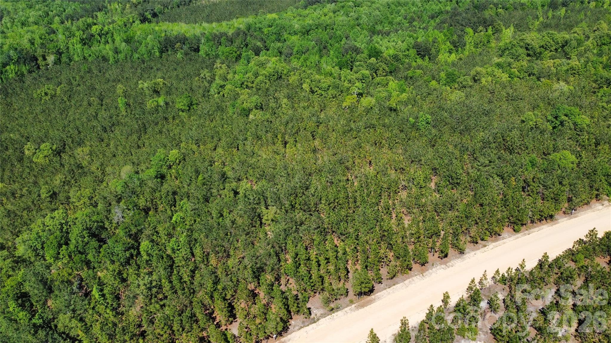 1050 McQueen Road Patrick, SC 29584 - Photo 29 of 48 a view of a lush green forest with a tree