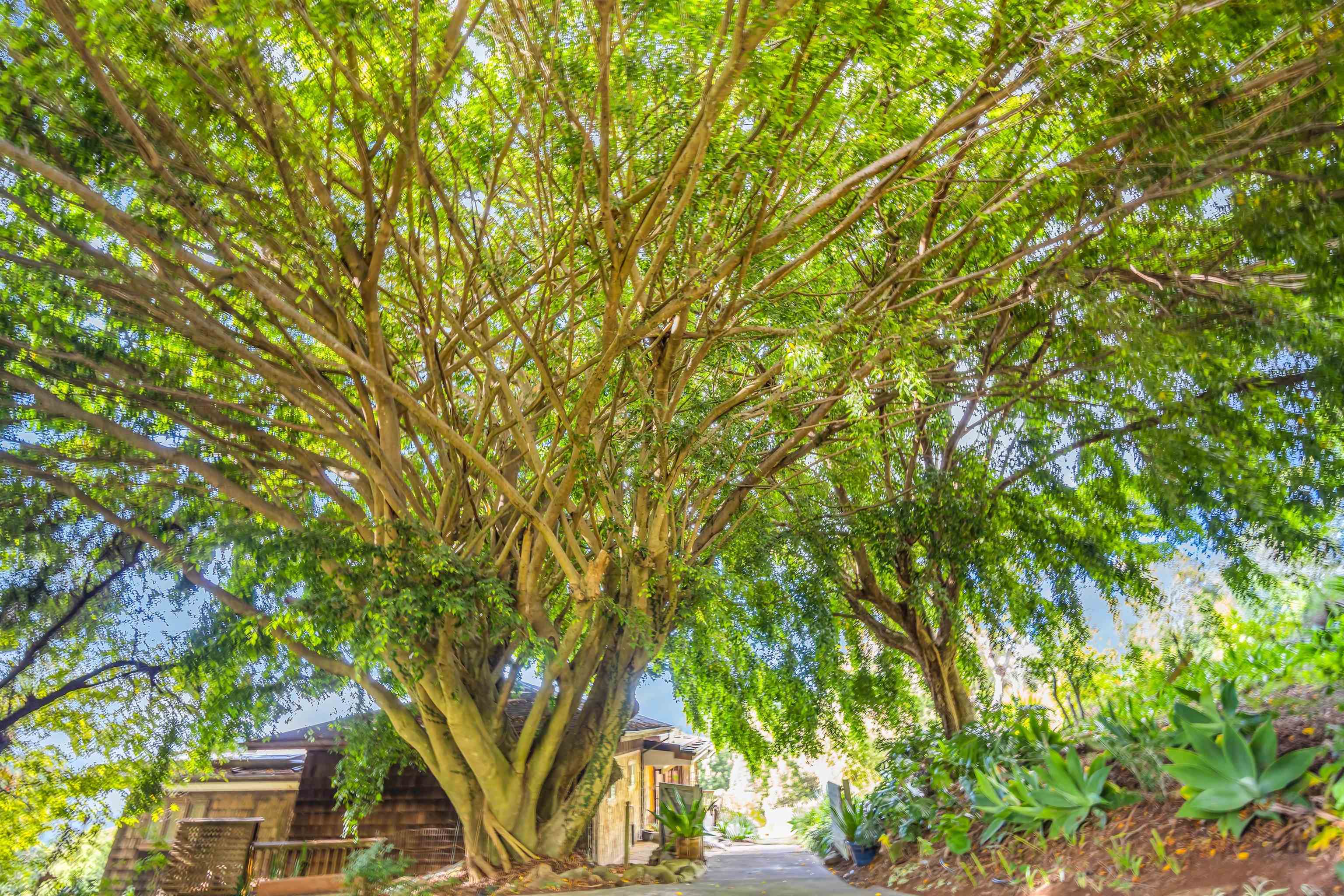 1854 Olinda Road Makawao, HI 96768 - Photo 25 of 26 a view of a tree