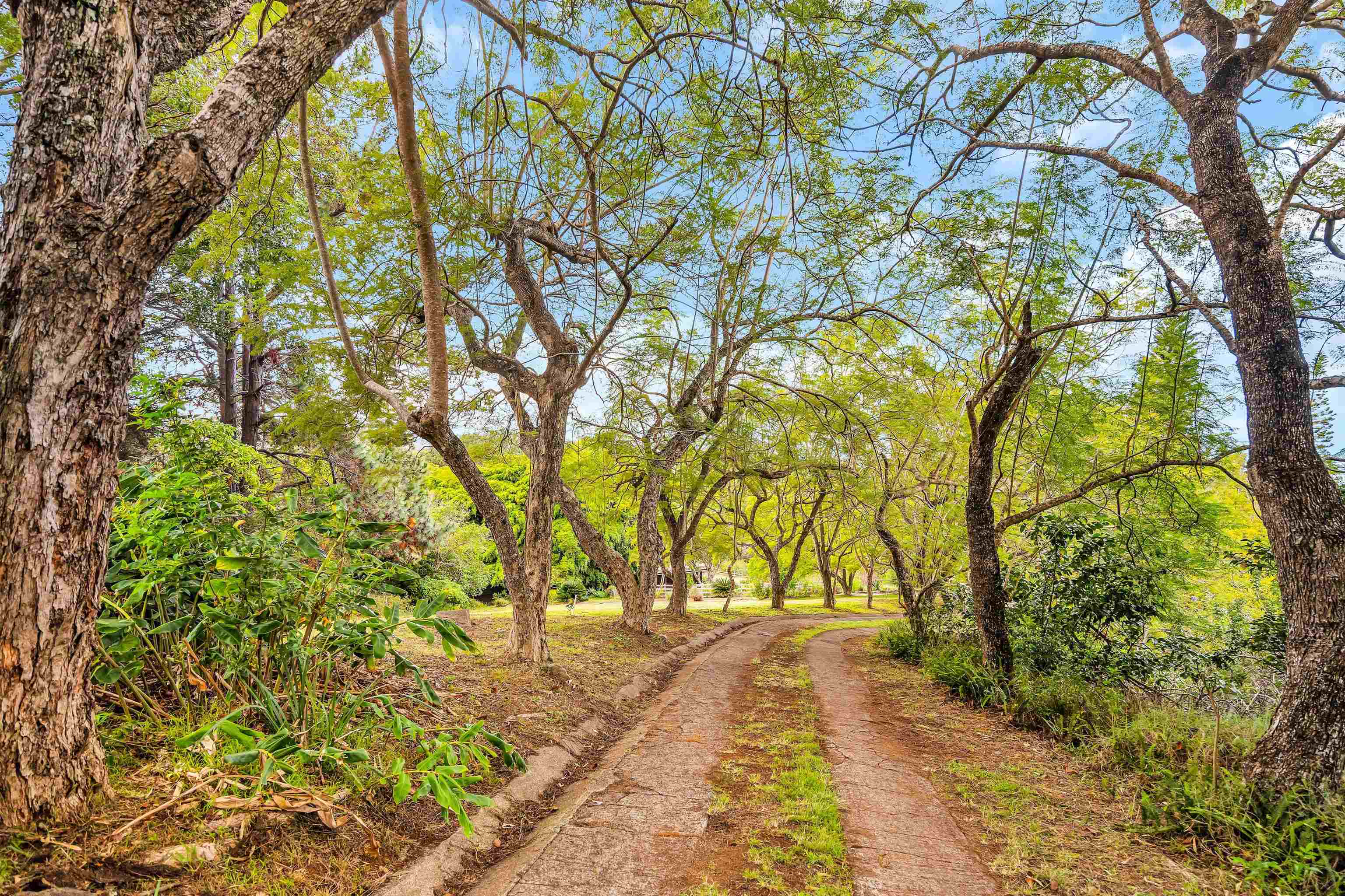 1854 Olinda Road Makawao, HI 96768 - Photo 7 of 26 a view of yard with large trees