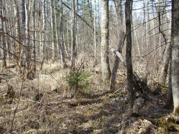 $169,900 | Tbd Goshawk Street, McGregor, MN 55760