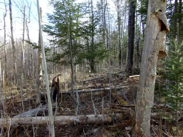 $169,900 | Tbd Goshawk Street, McGregor, MN 55760