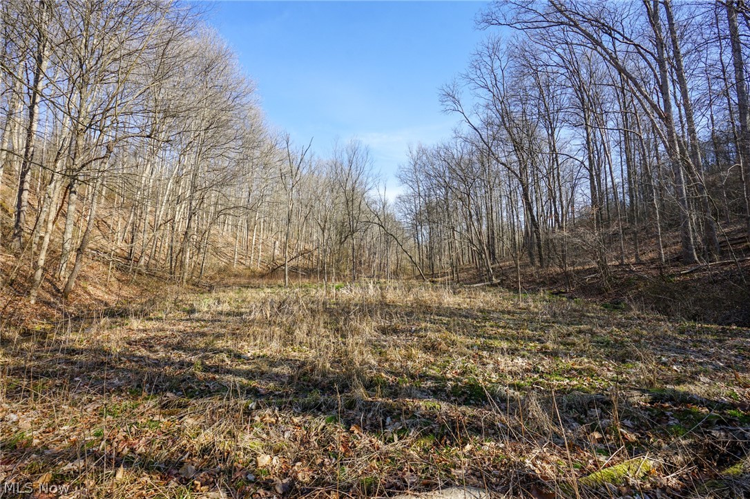 York Road Adena, OH 43901 - Photo 31 of 50 View of local wilderness