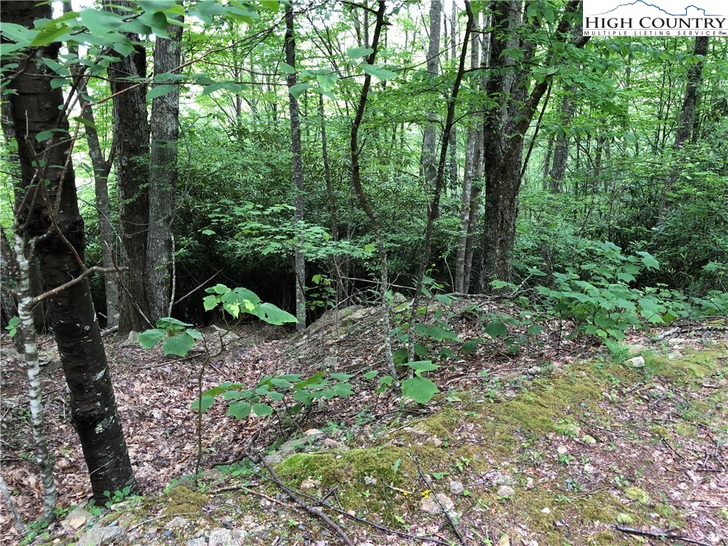 141 Hollow Tree Road Beech Mountain, NC 28604 - Photo 2 of 3 Gallery Image 2