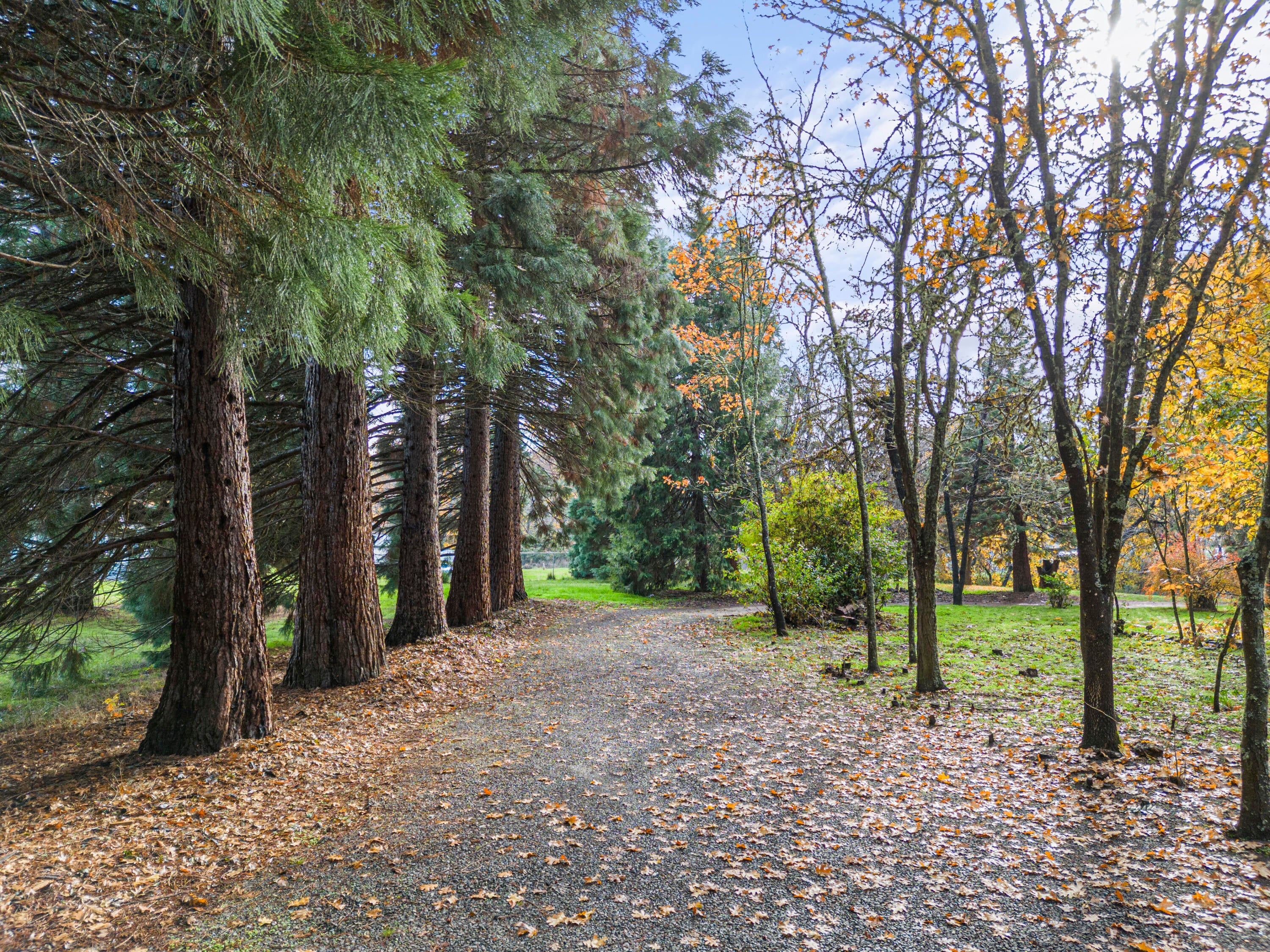 7771 Old Stage Road Central Point, OR 97502 - Photo 4 of 42 Redwood lined driveway