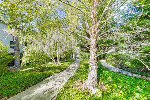 a view of a garden with plants