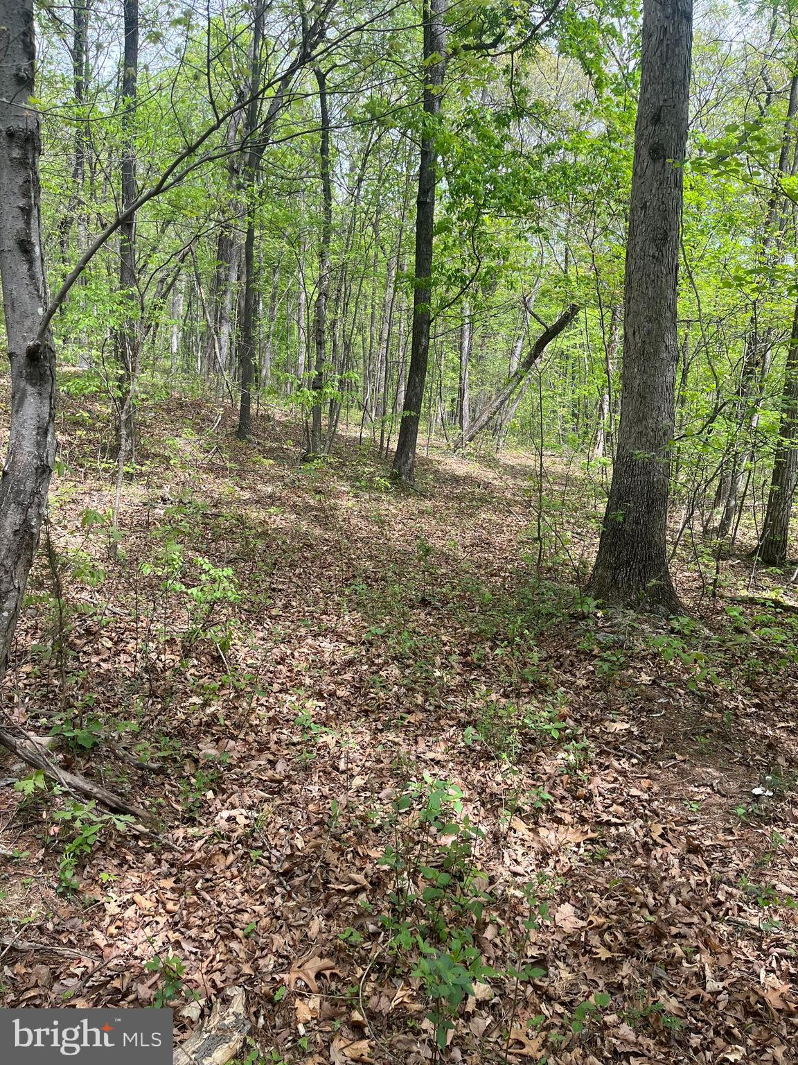 Fall Run Lane, Unit 15 Winchester, VA 22602 - Photo 9 of 24 Nice, tall hardwoods throughout the land