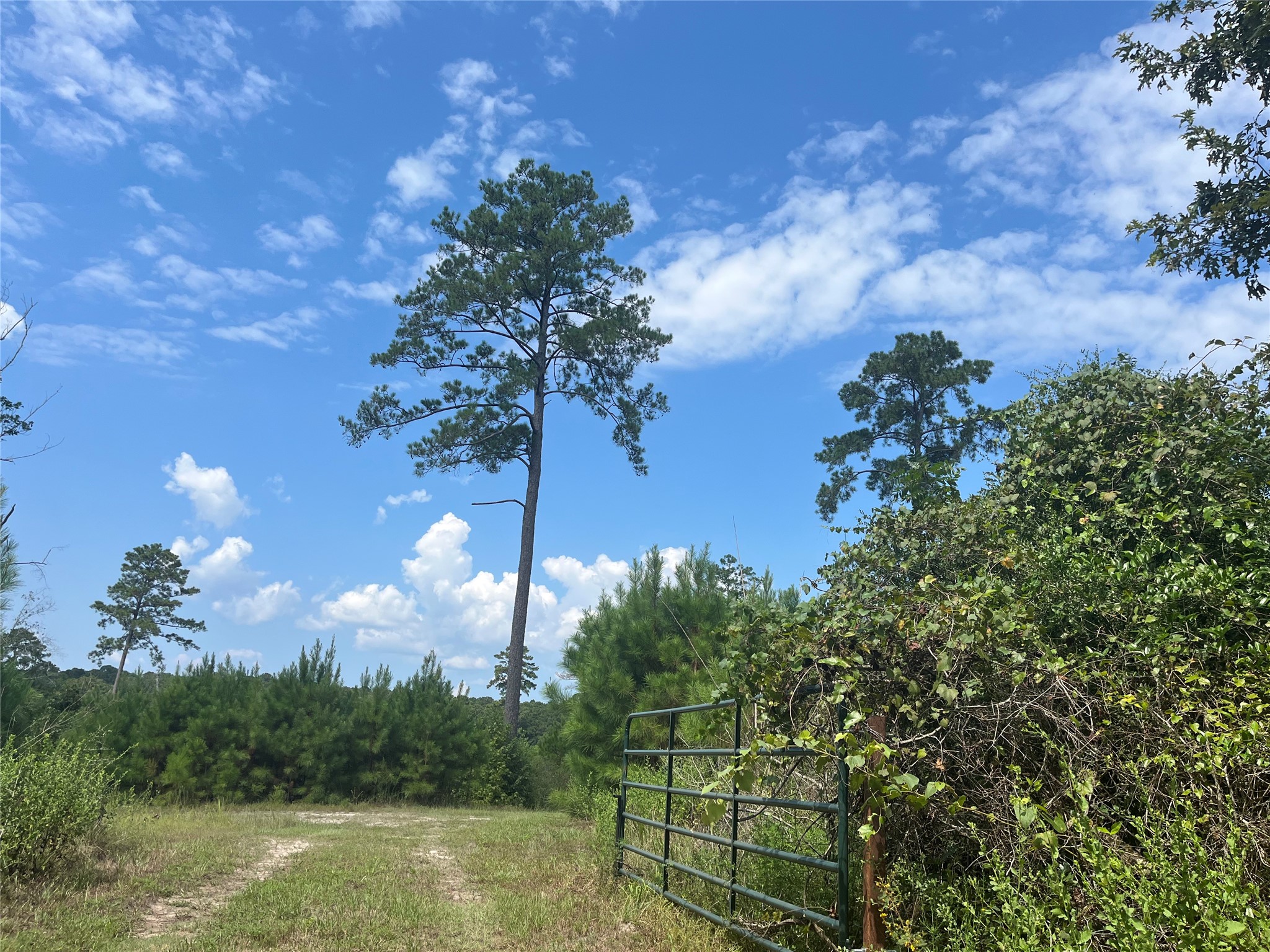 0 9 Bridge Road Corrigan, TX 75939 - Photo 13 of 22
