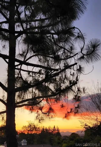 a backyard of a house with lots of green tree