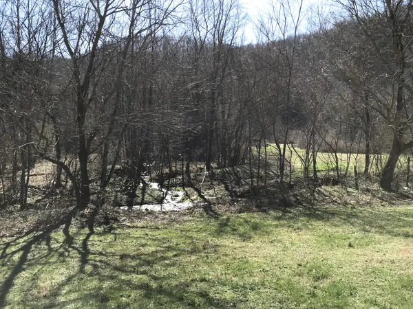 a view of a tree in a yard