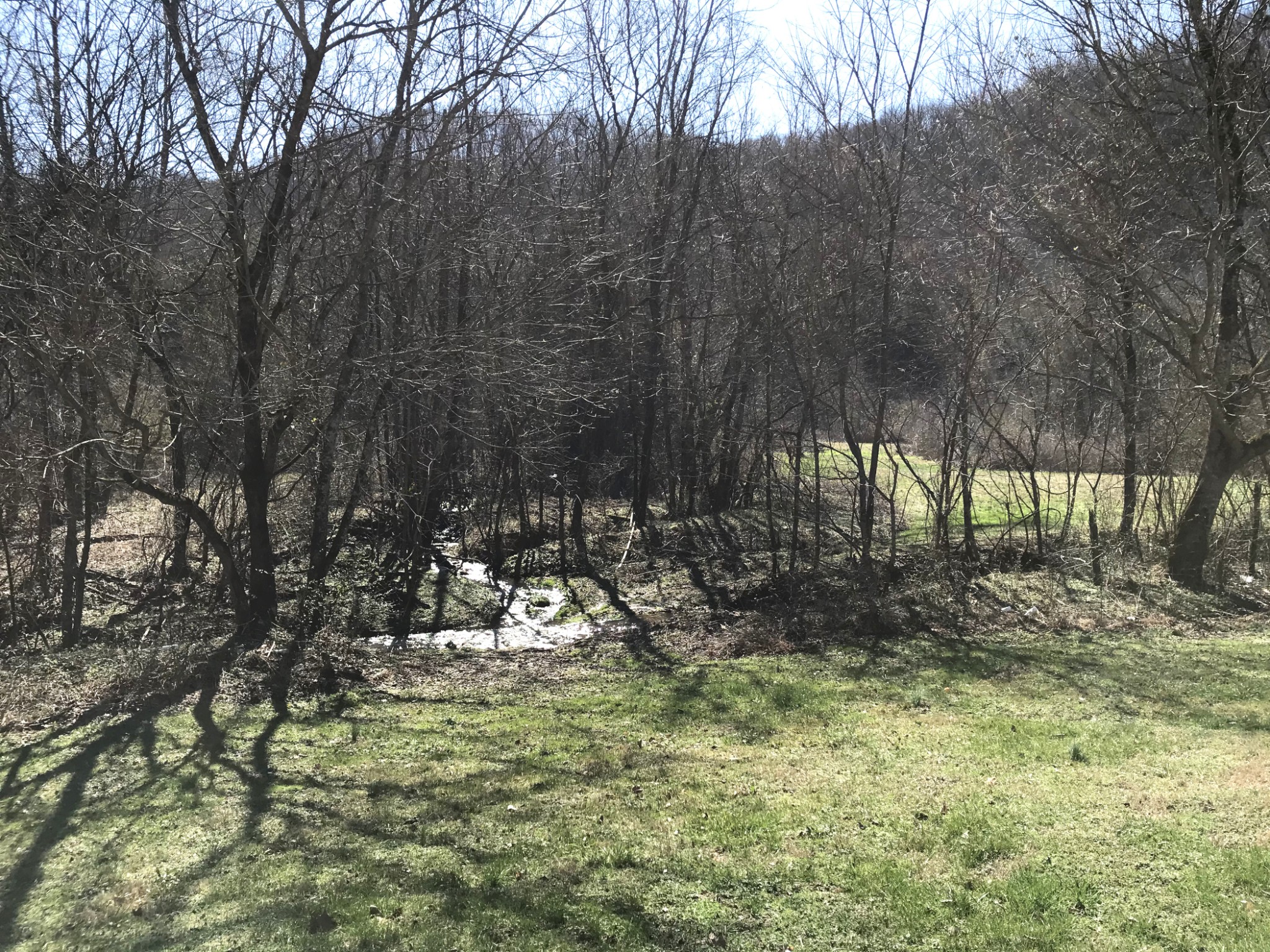 8100 Eaton Hollow Road Christiana, TN 37037 - Photo 13 of 27 a view of a tree in a yard