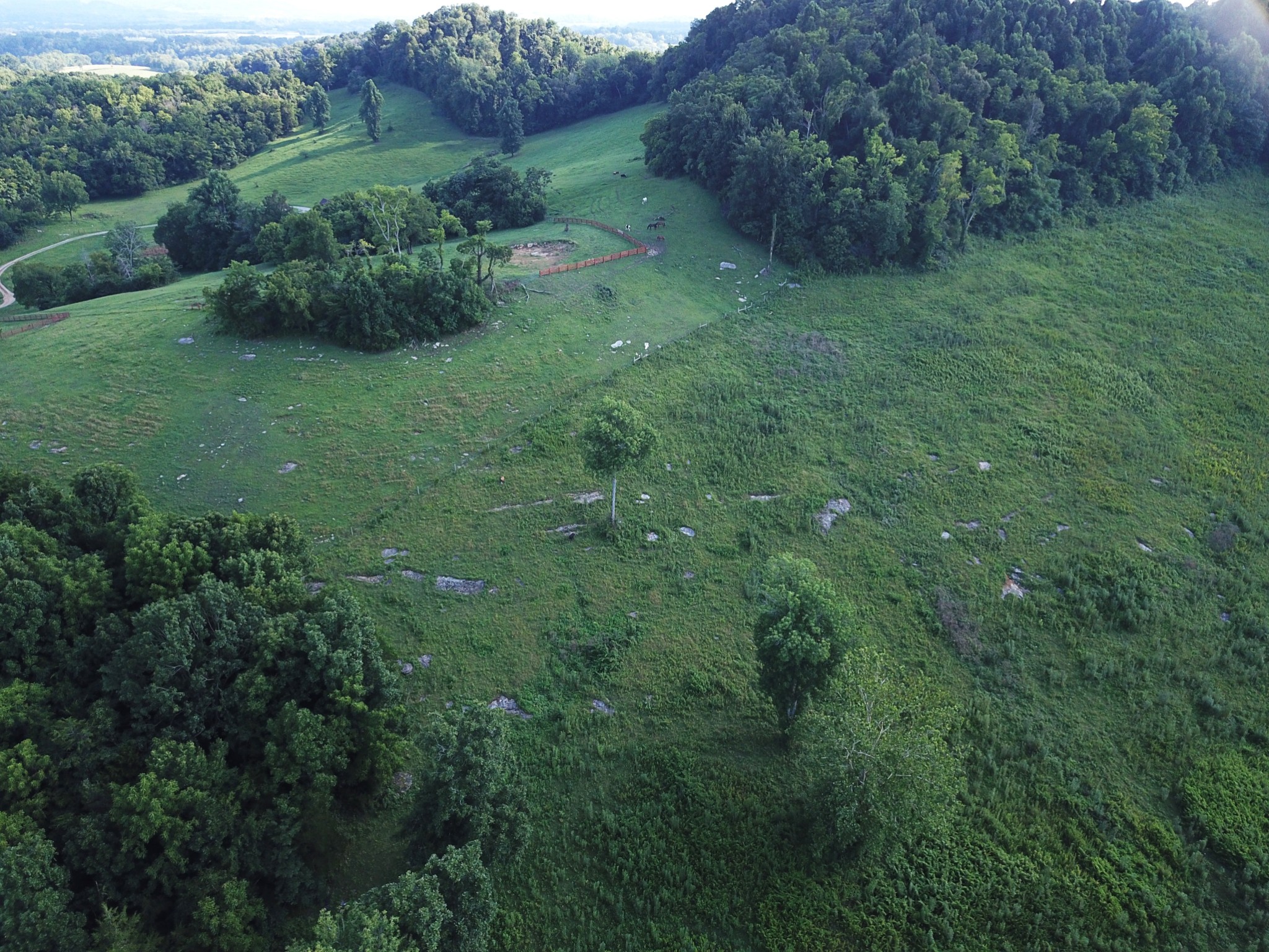 8100 Eaton Hollow Road Christiana, TN 37037 - Photo 22 of 27 a view of a lush green forest with lots of trees