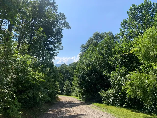 a view of a street with a tree