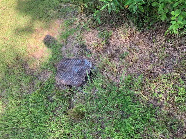 a view of a garden with a tree