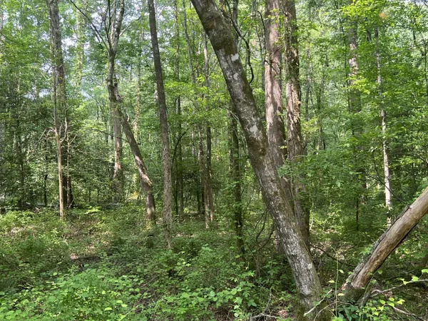 a view of a forest with trees