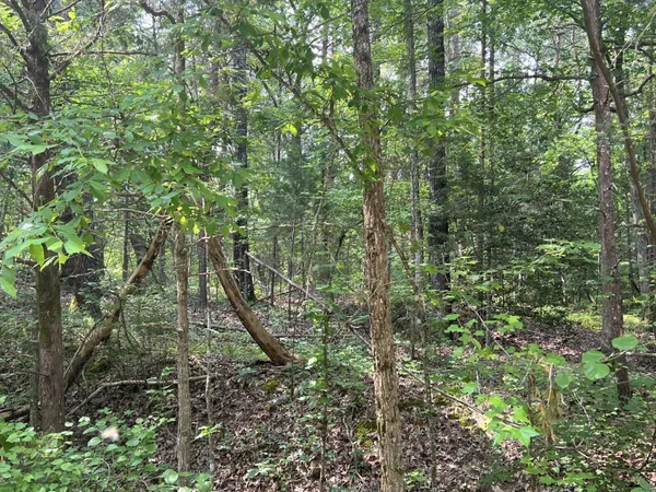 a view of a forest with lots of trees