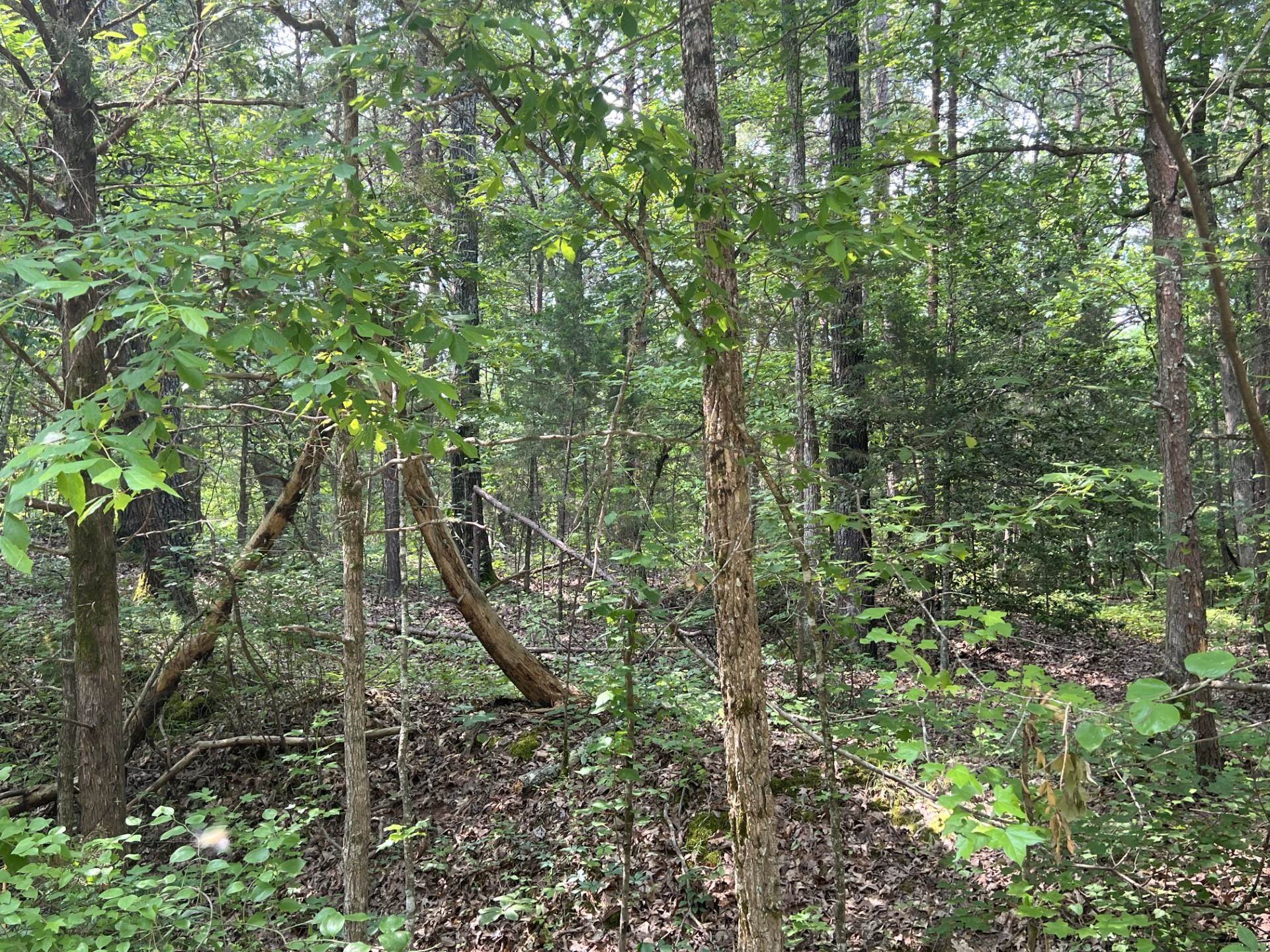 West Fork Road Middleton, TN 38052 - Photo 4 of 9 a view of a forest with lots of trees