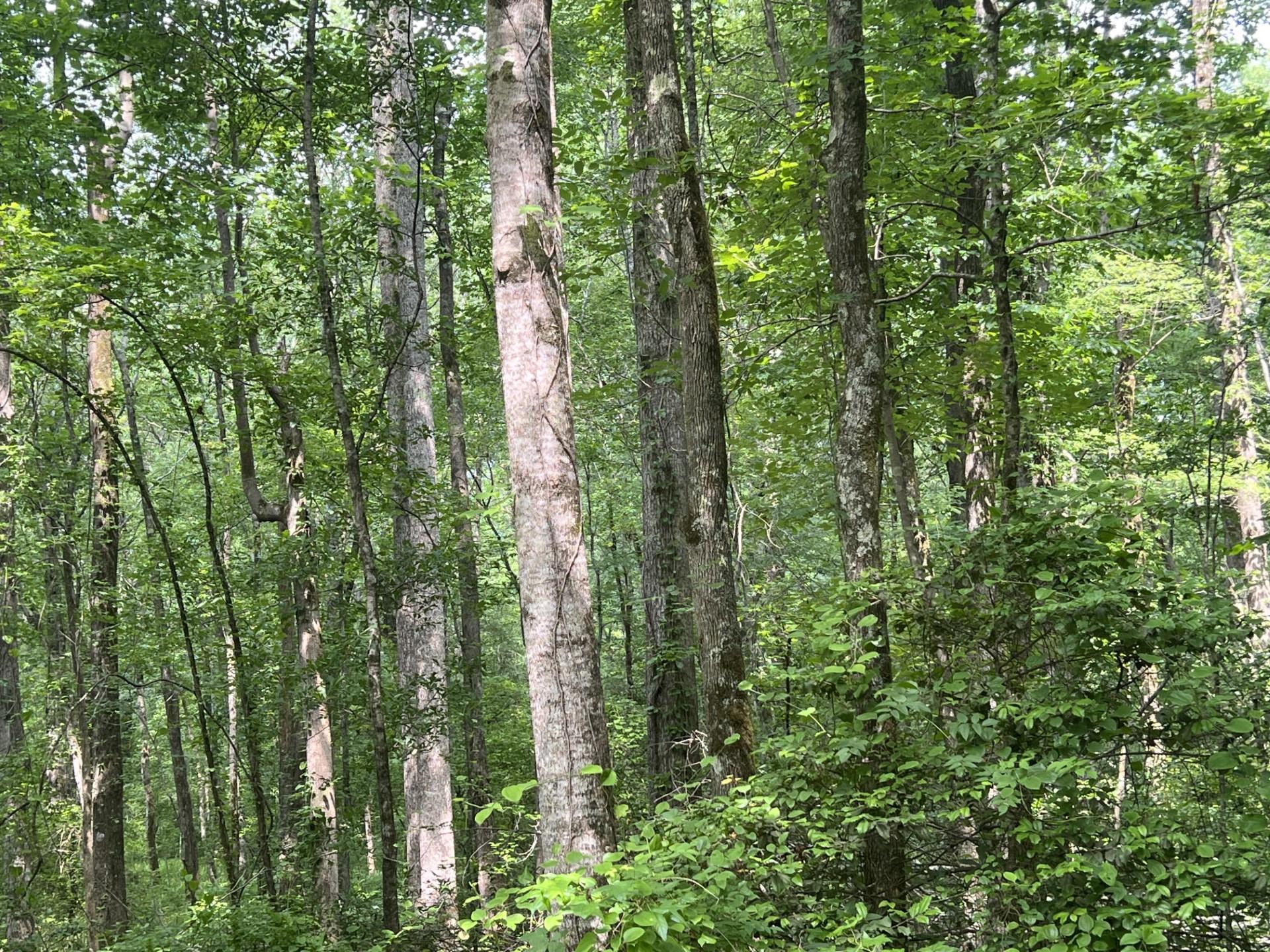 West Fork Road Middleton, TN 38052 - Photo 5 of 9 a view of a lush green forest
