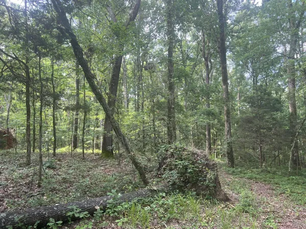 a view of a forest that has large trees
