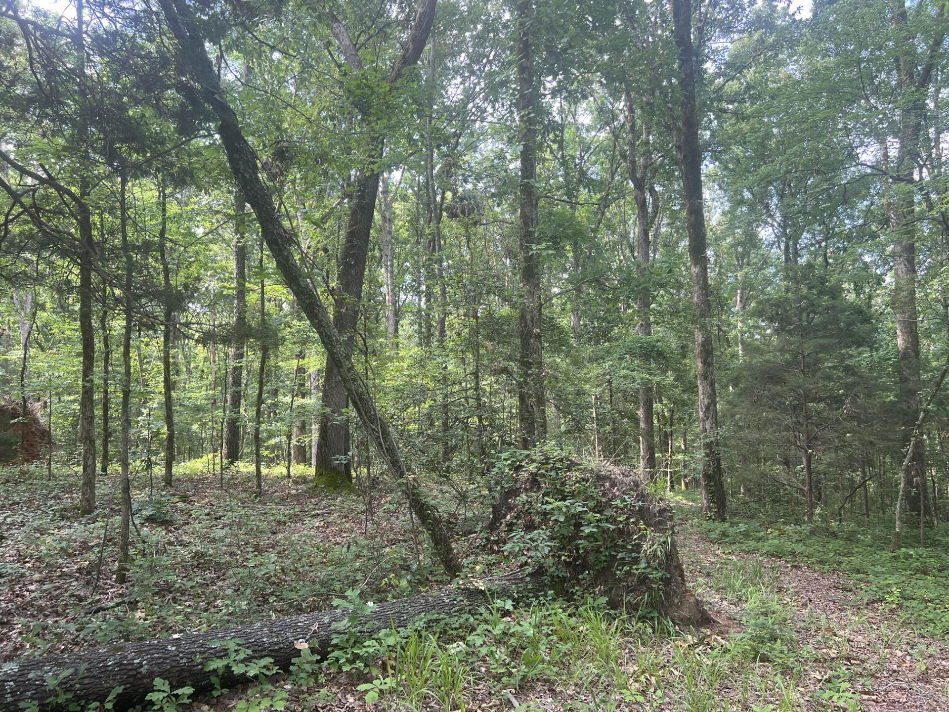 West Fork Road Middleton, TN 38052 - Photo 8 of 9 a view of a forest that has large trees