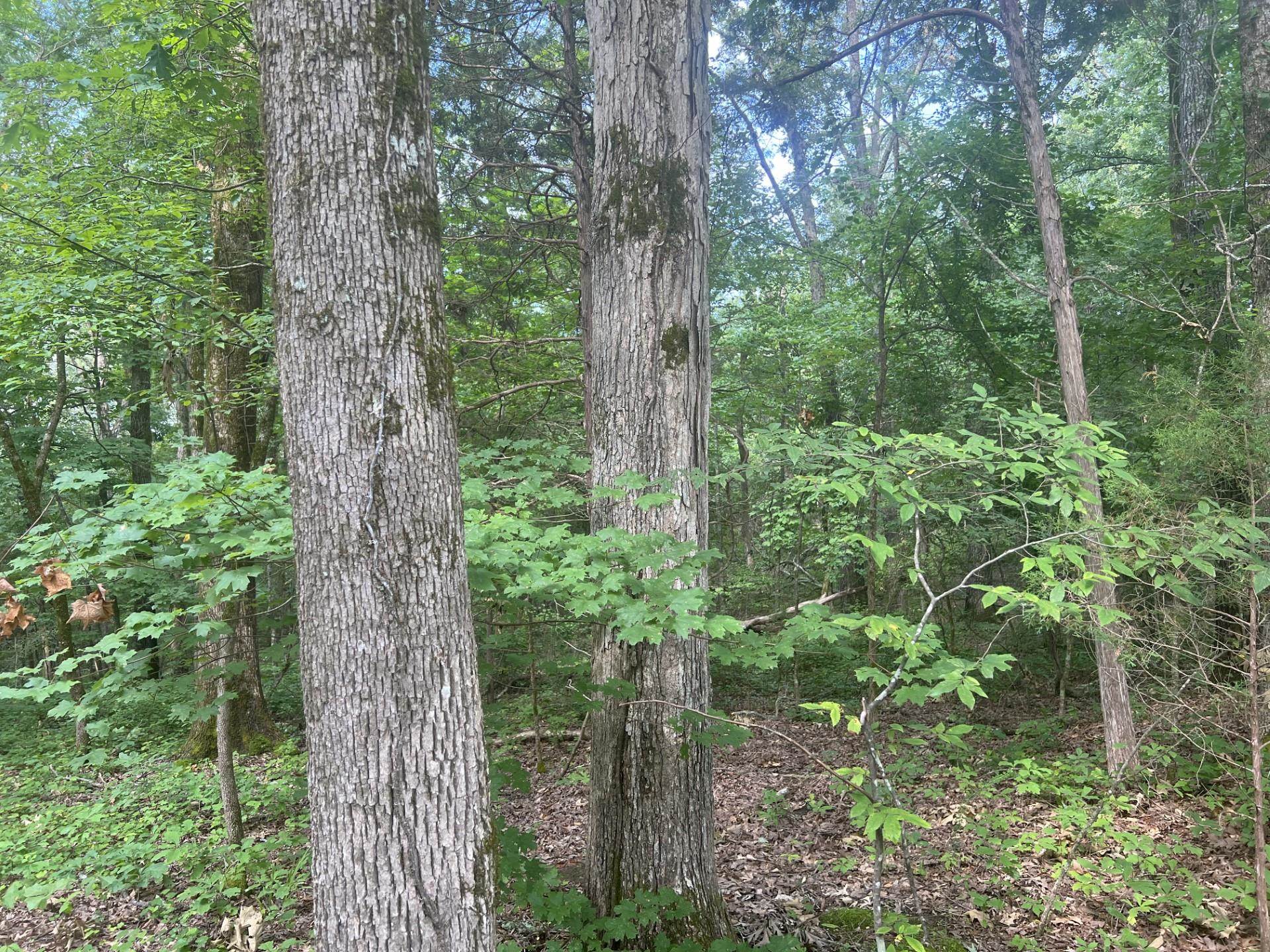 West Fork Road Middleton, TN 38052 - Photo 9 of 9 a view of a forest