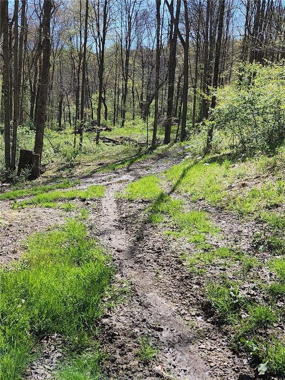 1799 Trusal Road Creekside, PA 15732 - Photo 6 of 24 a view of a backyard with large trees