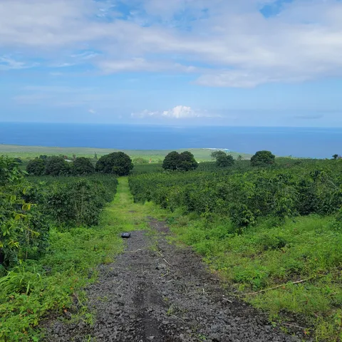 a view of a big yard with lots of green space