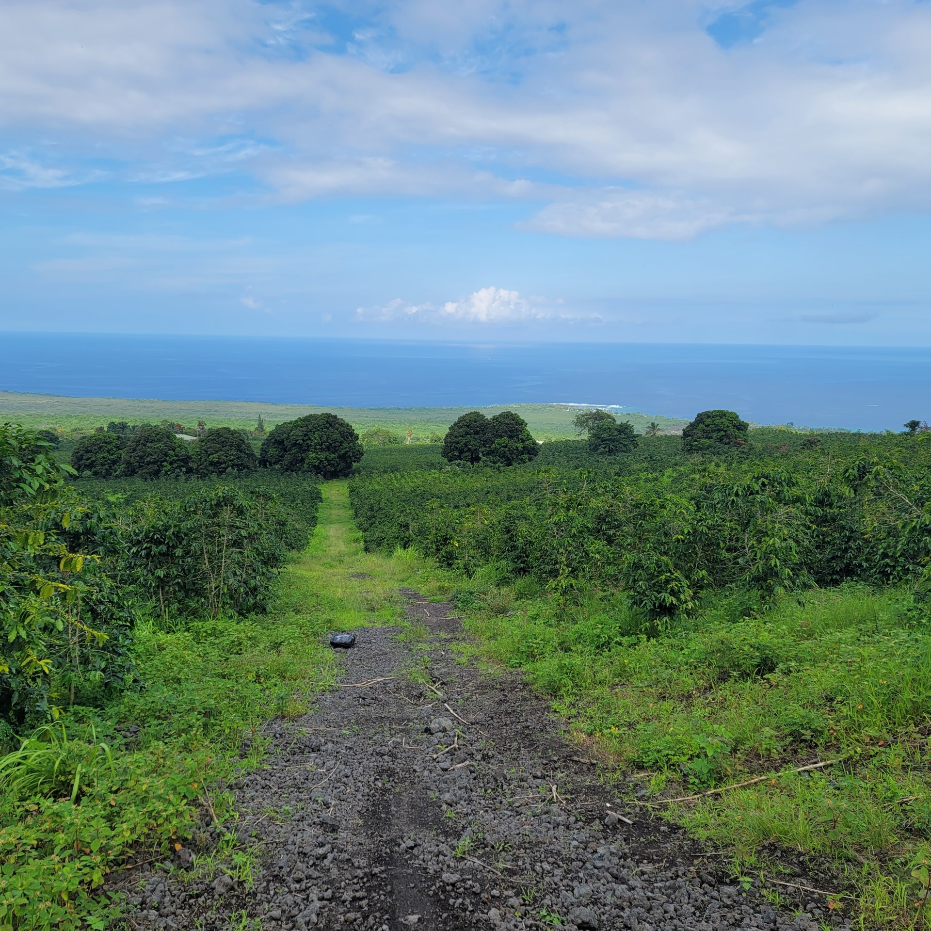 85 Rock Bottom Road Captain Cook, HI 96704 - Photo 3 of 6 a view of a big yard with lots of green space