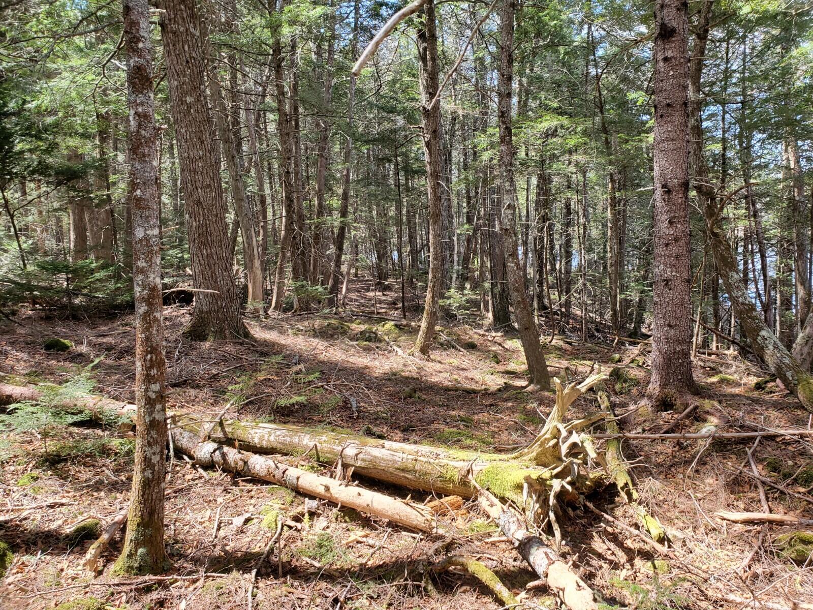 1.3-ac Off Barrows Lake Road Alexander, ME 04694 - Photo 6 of 10