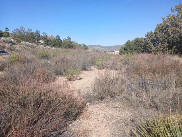 a view of a dry yard with trees